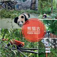 ดูแพนด้าแบบใกล้ชิด @ Panda Valley Dujiangyan