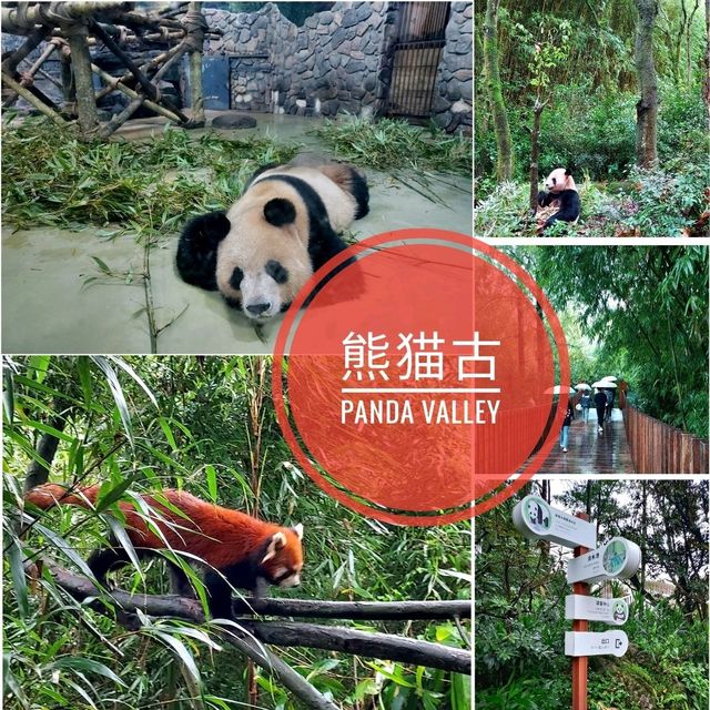 ดูแพนด้าแบบใกล้ชิด @ Panda Valley Dujiangyan