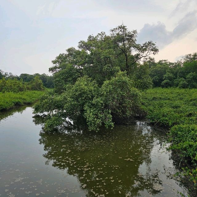 🎄ป่าชายเลนกลางเมือง | ปอดของคนระยอง 🏞