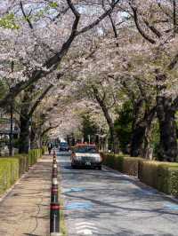 青山霊園の桜の早朝スナップ🌅 – 朝の光を浴びた桜の美しさ