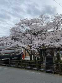 Kinosaki Onsen in Full bloom 