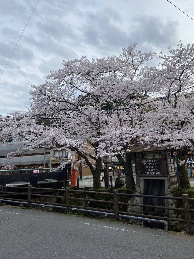Kinosaki Onsen in Full bloom 