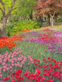 그냥 산책하러 갔는데… 완전 튤립축제🌼