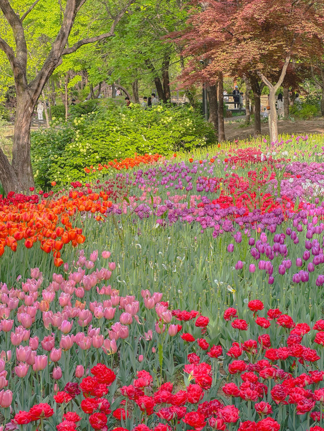 그냥 산책하러 갔는데… 완전 튤립축제🌼