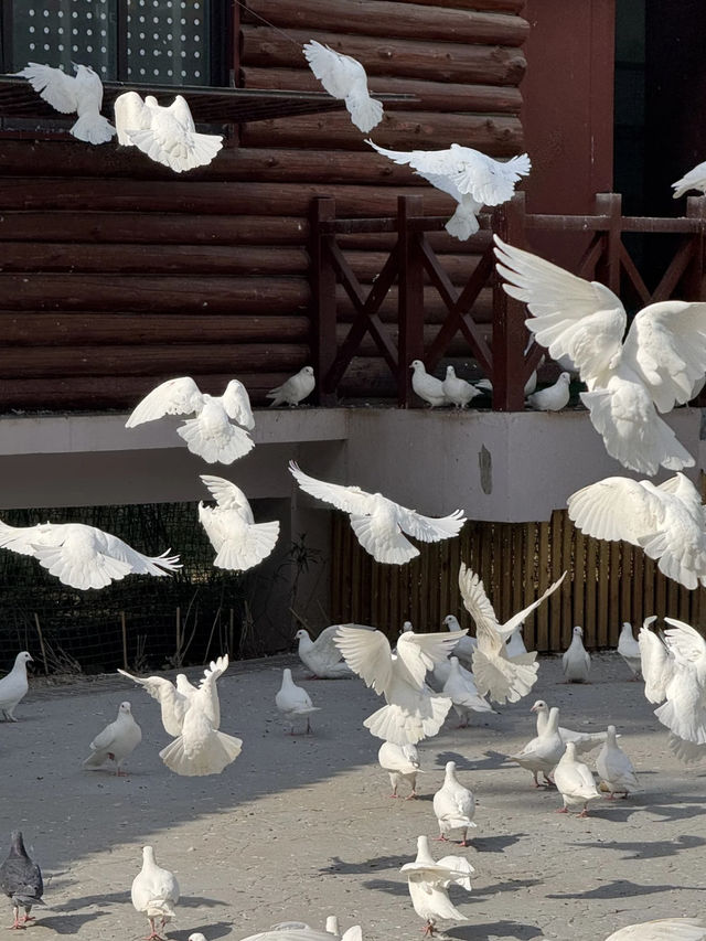Wuhan Hidden Gem: Jiefang Park — I'd Go Every Day If I Lived Nearby!