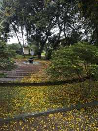 Golden Rain of Summer – The Poetry of Fallen Peltophorum Blossoms
