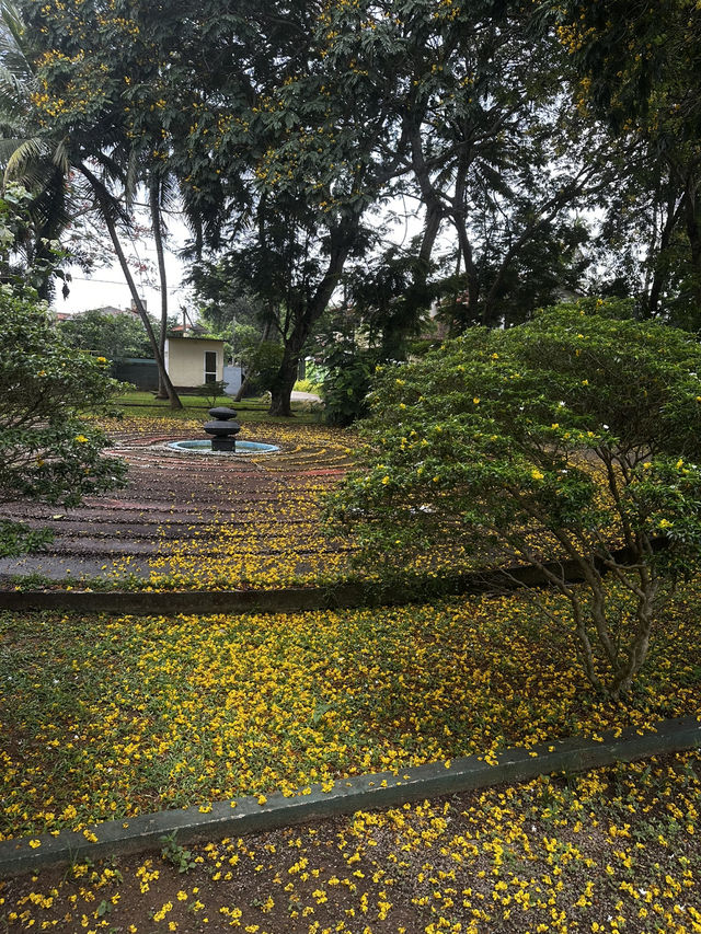 Golden Rain of Summer – The Poetry of Fallen Peltophorum Blossoms