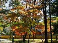 ソウル・宗廟（チョンミョ）の紅葉が見事すぎた