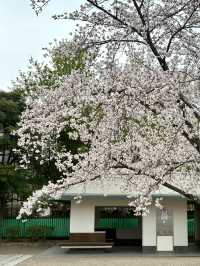 姬路公園-四月上旬，滿開時份，壯觀櫻花隧道