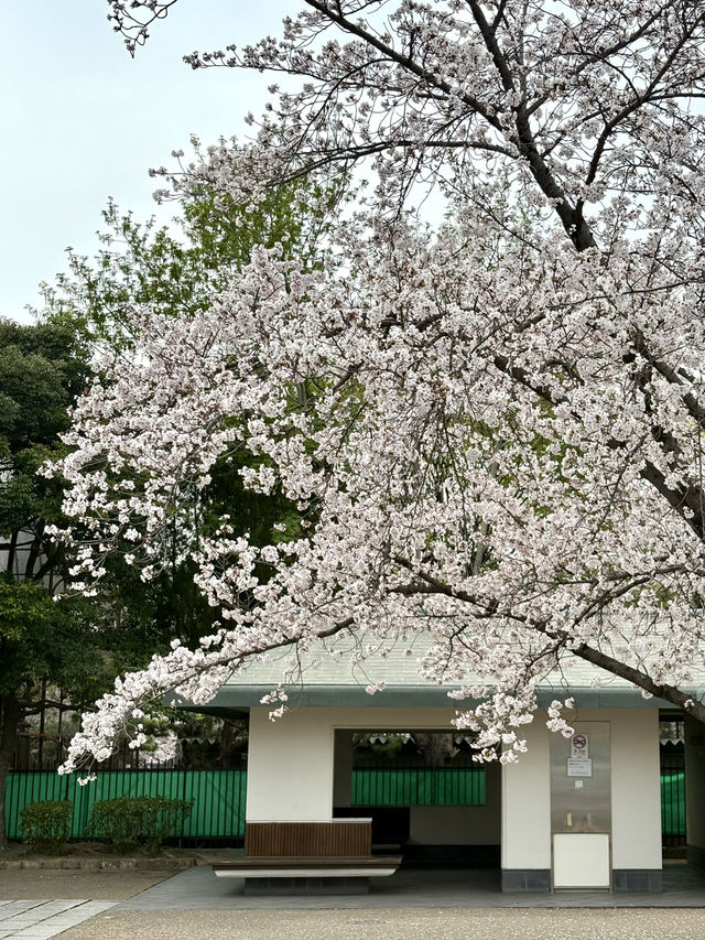 姬路公園-四月上旬，滿開時份，壯觀櫻花隧道