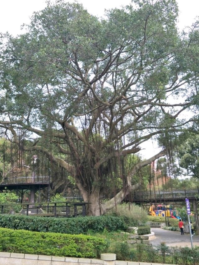 #奧爾森林學堂-桃園市桃園區