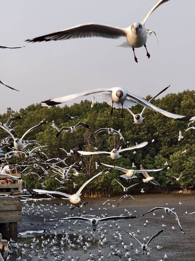 🕊️ บางปูดูนก ชมฟ้า ถ่ายรูปปัง!