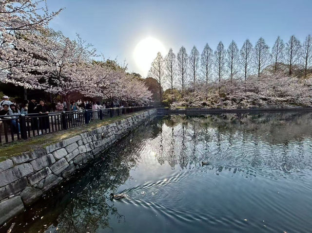大阪城公園の桜