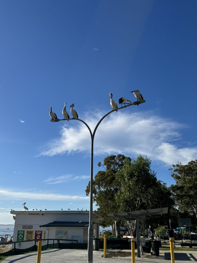 【シドニー郊外】野生のイルカと絶景に出会える場所。Port Stephens で過ごす1日