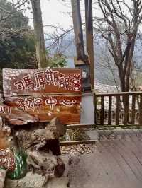 司馬庫斯神木群步道擁抱巨木去