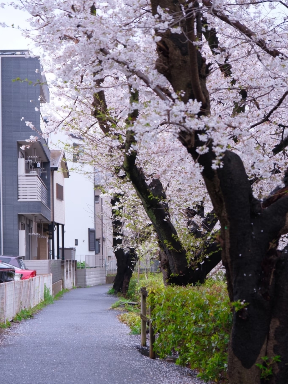 Shukugawara Cherry Blossoms | A Hidden Sakura Paradise Near