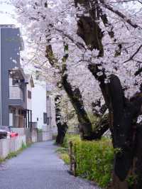Shukugawara Cherry Blossoms | A Hidden Sakura Paradise Near Tokyo