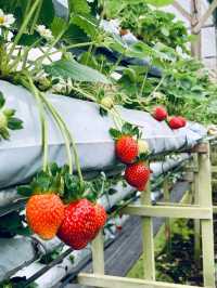 🍓 A Sweet Retreat at Genting Strawberry Leisure Farm!