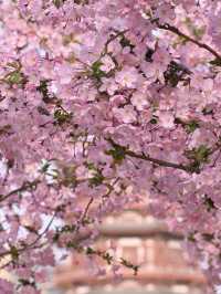 Luoyang Chanchu Zhu Cherry Blossoms 🌸