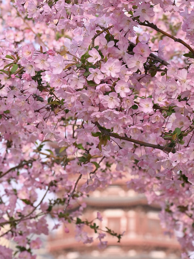 Luoyang Chanchu Zhu Cherry Blossoms 🌸