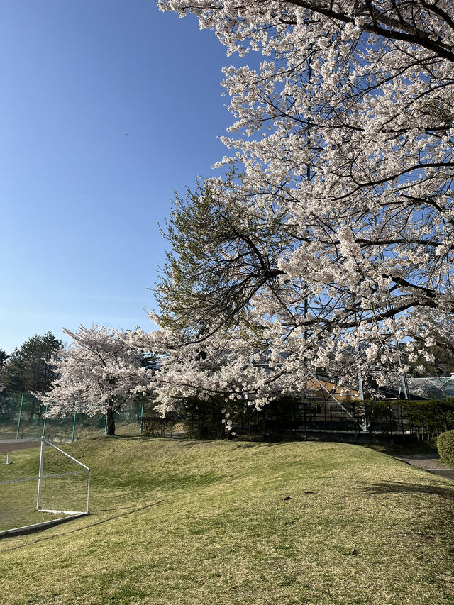 【御代田町】満開の桜が見られる雪窓公園🌸