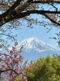 Fuji’s Floral Majesty: The Timeless Beauty of Cherry Blossoms