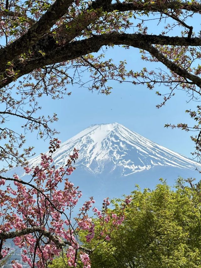 Fuji’s Floral Majesty: The Timeless Beauty of Cherry Blossoms