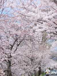 I Thought the Cherry Blossoms Along Kyoto’s Kamo River Were Beautiful… Until I Went Further 🌸