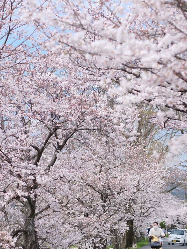 I Thought the Cherry Blossoms Along Kyoto’s Kamo River Were Beautiful… Until I Went Further 🌸