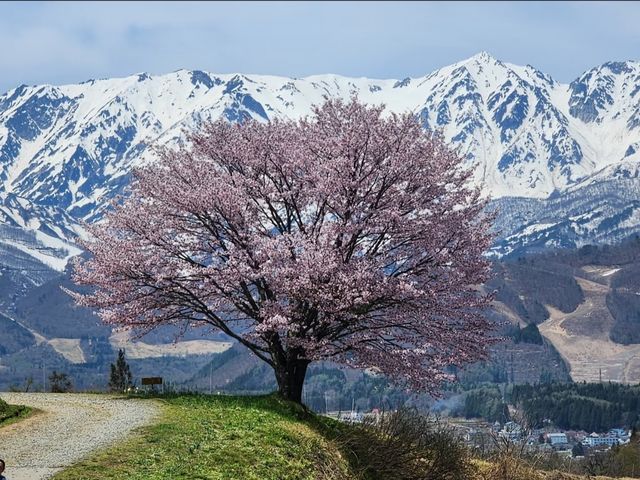 Hakuba Village Sakura | Where Blossoms Meet Snowy Peaks