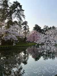 日本🇯🇵｜超浪漫的櫻花愛心🌸🩷