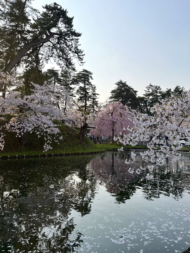 日本🇯🇵｜超浪漫的櫻花愛心🌸🩷