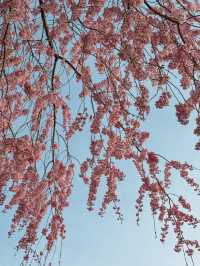 河口湖櫻花🌸與富士山同框