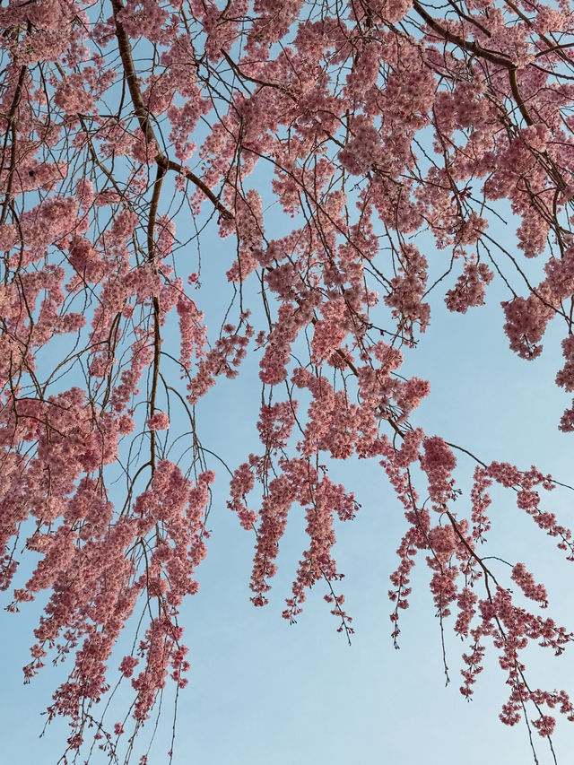 河口湖櫻花🌸與富士山同框