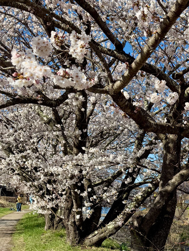 【旅行】✨東京｜為了櫻花和富士山🗻🌸飛了一趟日本｜櫻花✨