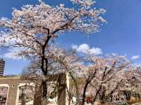 江坂公園賞櫻，因大阪首屆世博會而發展的都會區