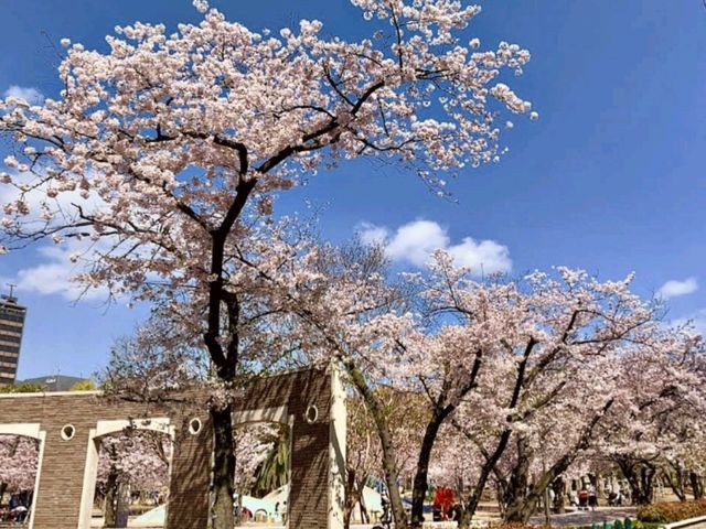 江坂公園賞櫻，因大阪首屆世博會而發展的都會區
