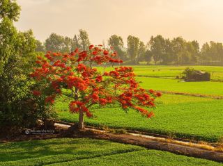 CÂY PHƯỢNG CÔ ĐƠN