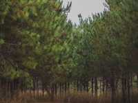 Kontum