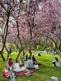Hanfu Among the Blossoms: When Tradition Meets Transient Beauty