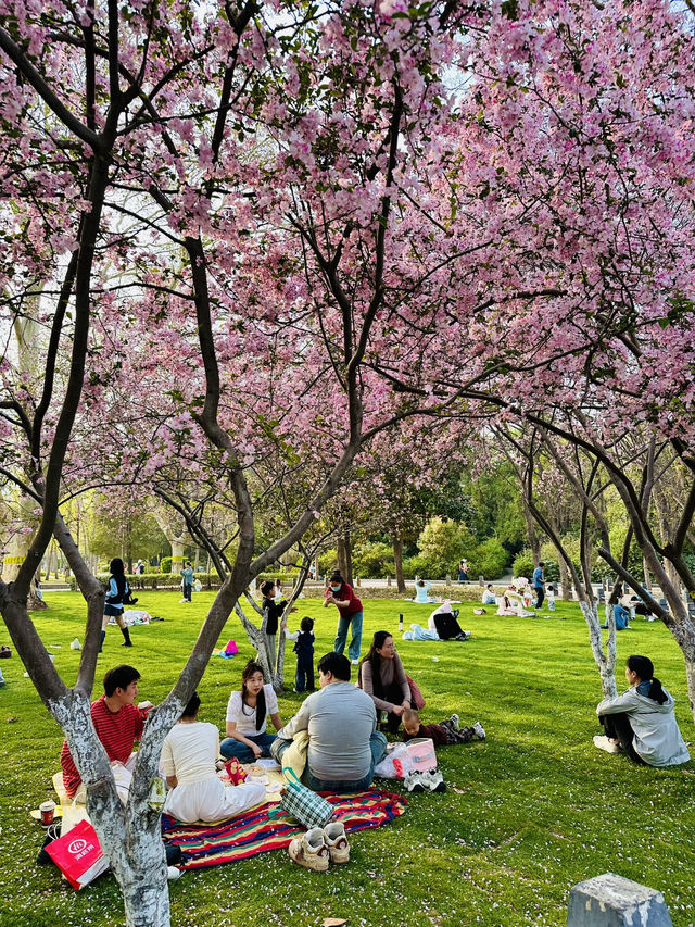 Hanfu Among the Blossoms: When Tradition Meets Transient Beauty