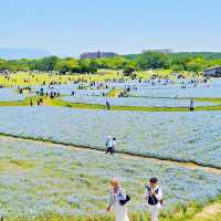 福岡🇯🇵賞花必到 海中道海濱公園💐