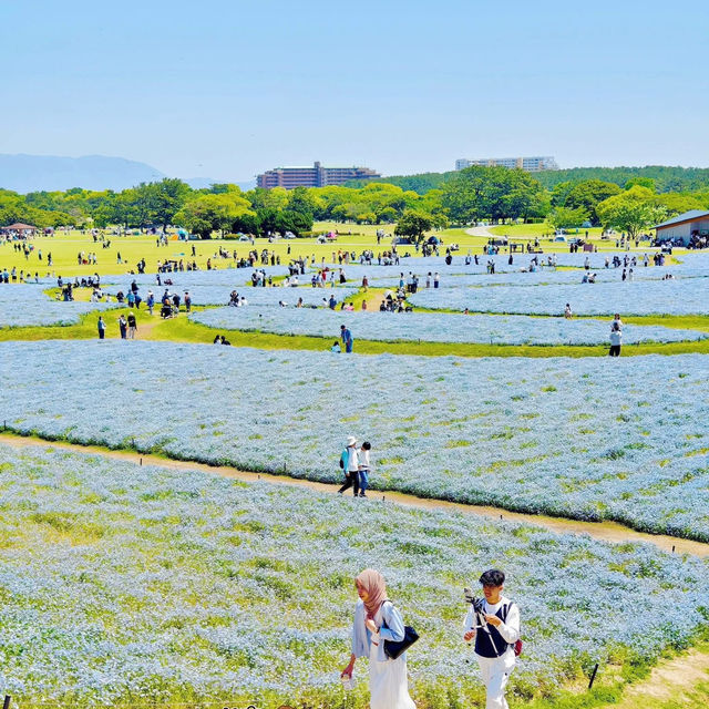 福岡🇯🇵賞花必到 海中道海濱公園💐