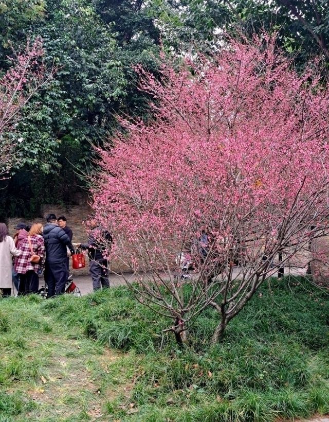 도심 속 여유, 청두 완화계공원 산책