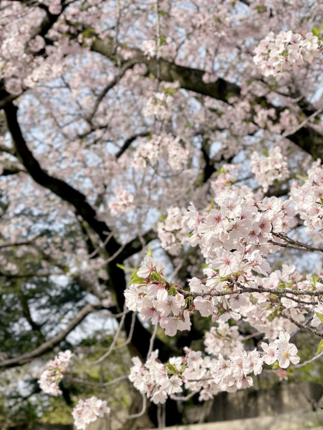 櫻花下的歷史畫卷：大阪城春日散策記🌸💕