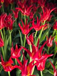 Beautiful Flowers at Flower Dome SG