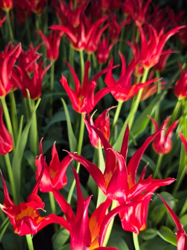 Beautiful Flowers at Flower Dome SG