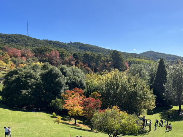 Adelaide 紅葉🍁秘景