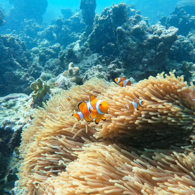 หมู่เกาะสุรินทร์