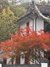 Hangzhou in December still gives autumn scenery!